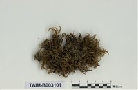 藏品(柳葉苔科)的圖片
